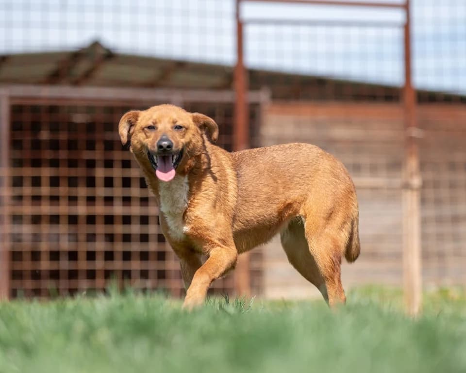 Holly, male puppy Mixed Breed for adoption at Tierhilfe Pfotentraum Chance auf Leben e.V., Linden