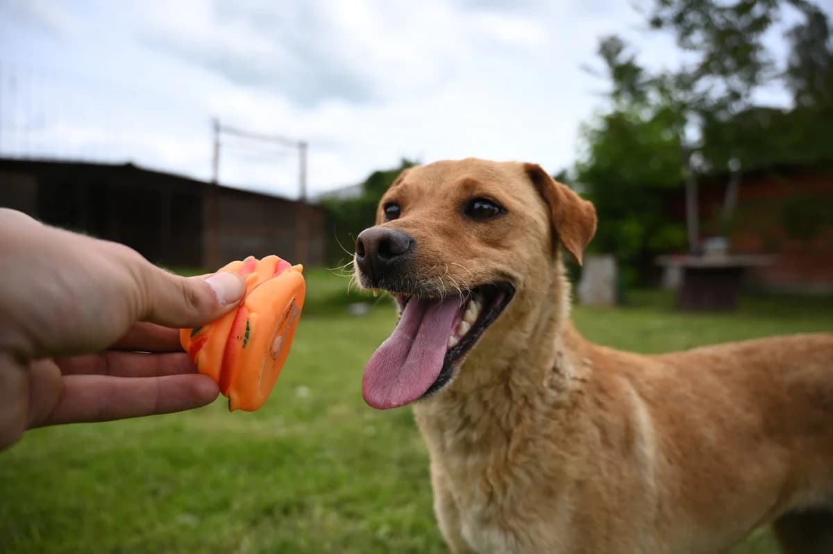 Lidija, male Mixed Breed for adoption at Tierhilfe Pfotentraum Chance auf Leben e.V., Linden