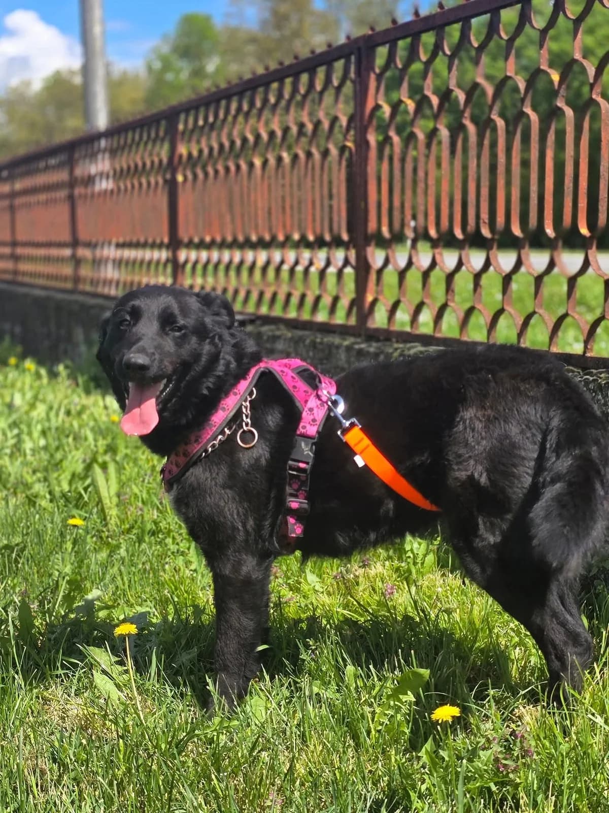 Rokica, male Mixed Breed for adoption at Tierhilfe Pfotentraum Chance auf Leben e.V., Linden