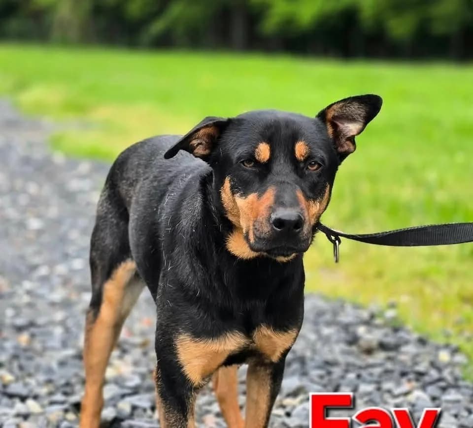 Fay, male Mixed Breed for adoption at Tierhilfe Pfotentraum Chance auf Leben e.V., Linden