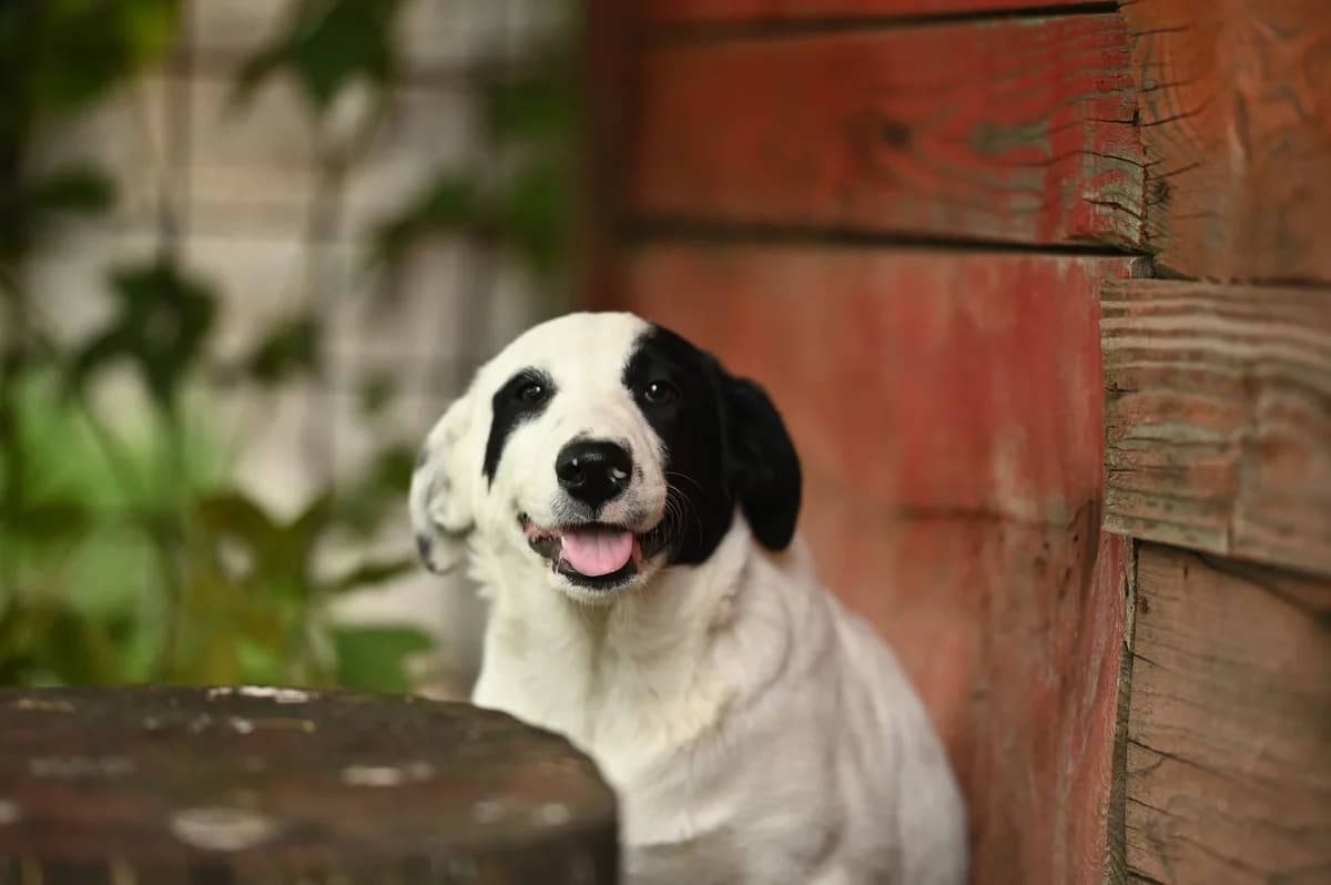 Nyra, male puppy Mixed Breed for adoption at Tierhilfe Pfotentraum Chance auf Leben e.V., Linden