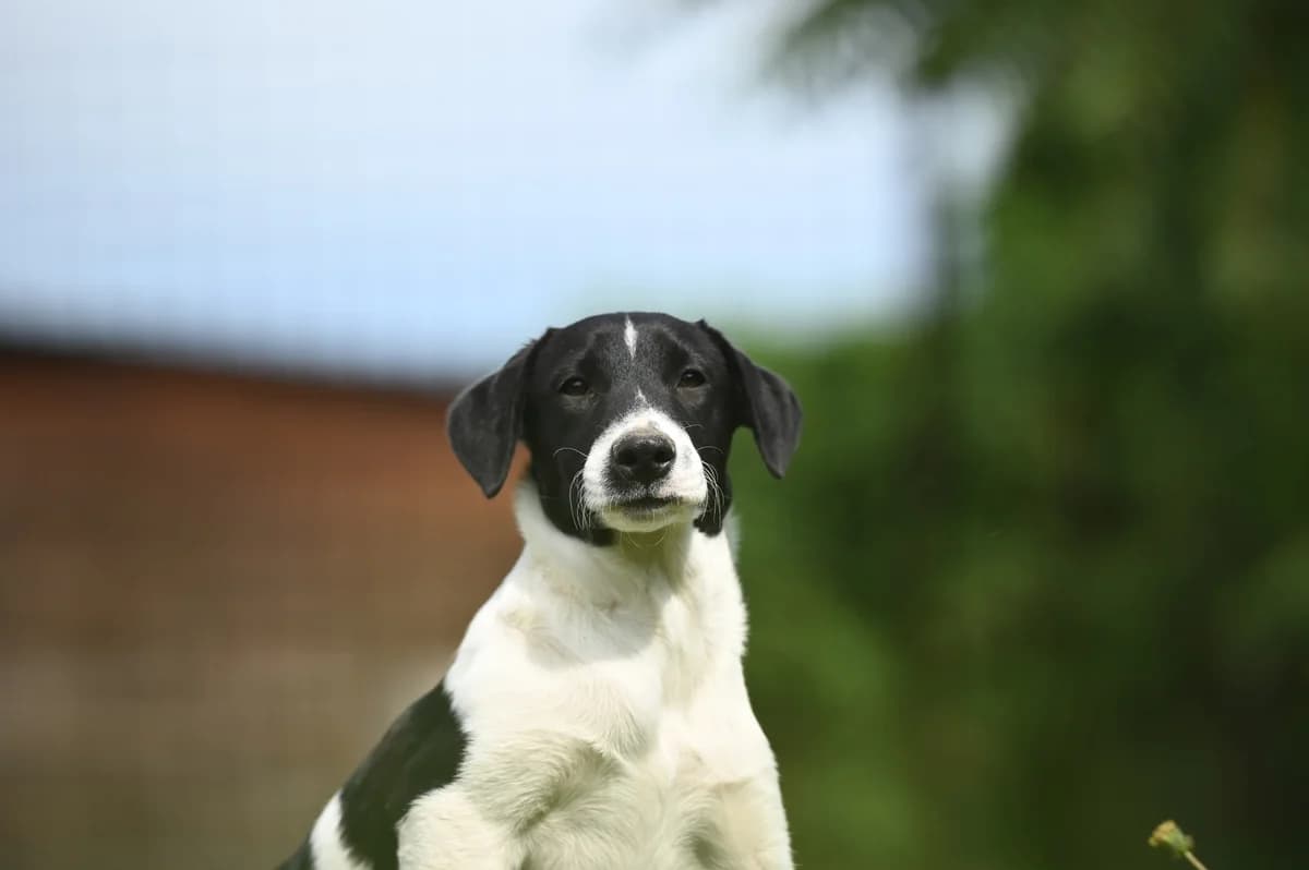 Domino, male puppy Mixed Breed for adoption at Tierhilfe Pfotentraum Chance auf Leben e.V., Linden