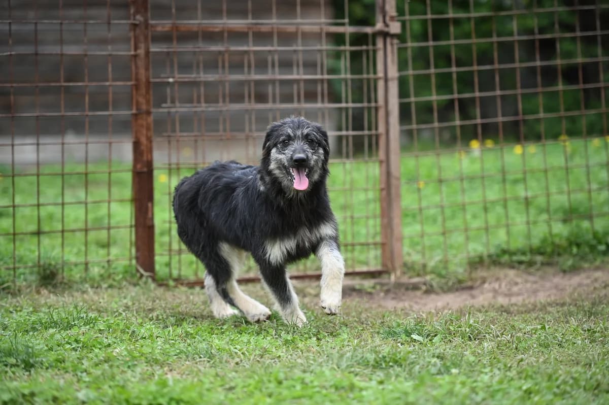 Jeremy, male puppy Mixed Breed for adoption at Tierhilfe Pfotentraum Chance auf Leben e.V., Linden