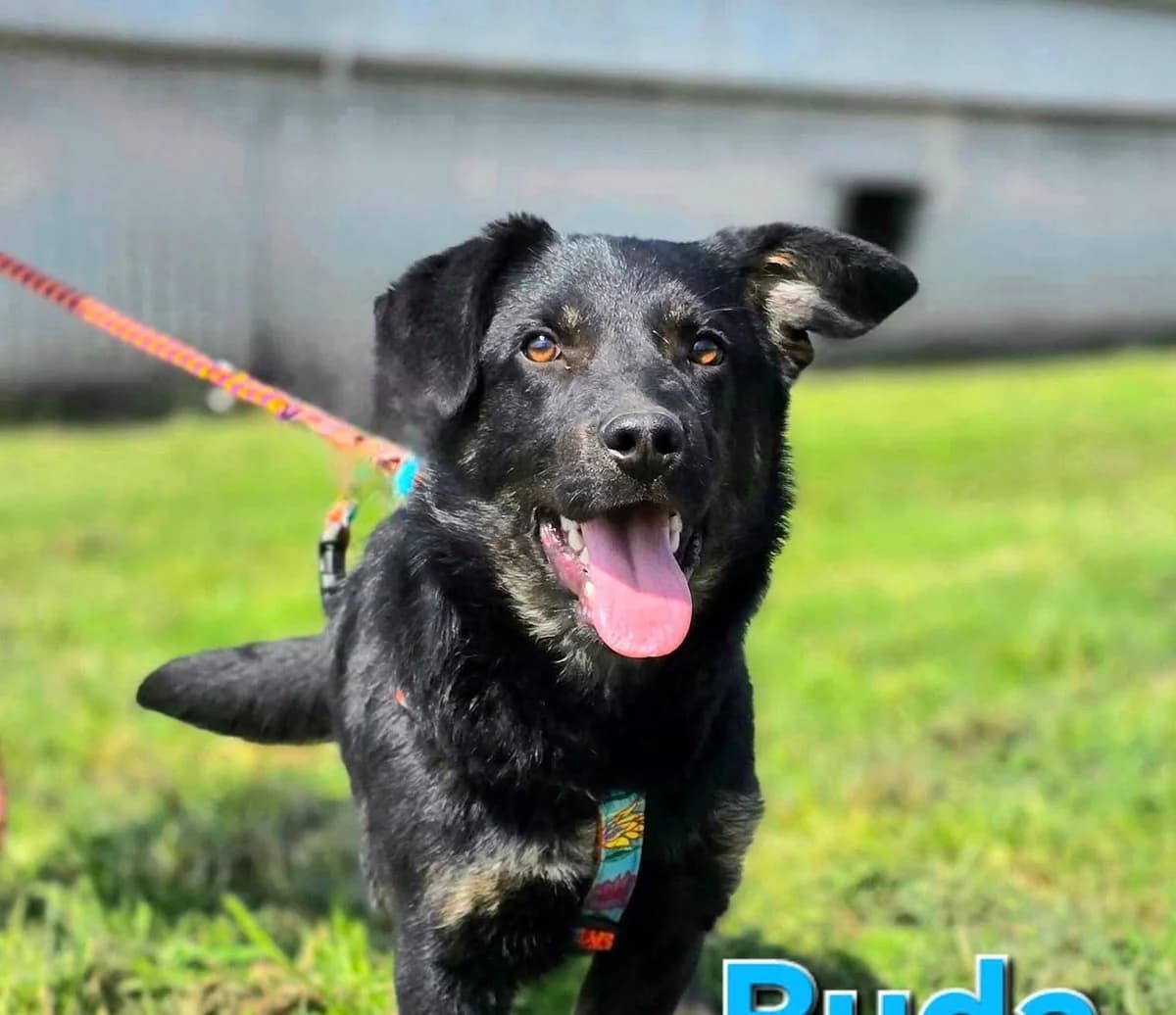 Buda, male Mixed Breed for adoption at Tierhilfe Pfotentraum Chance auf Leben e.V., Linden