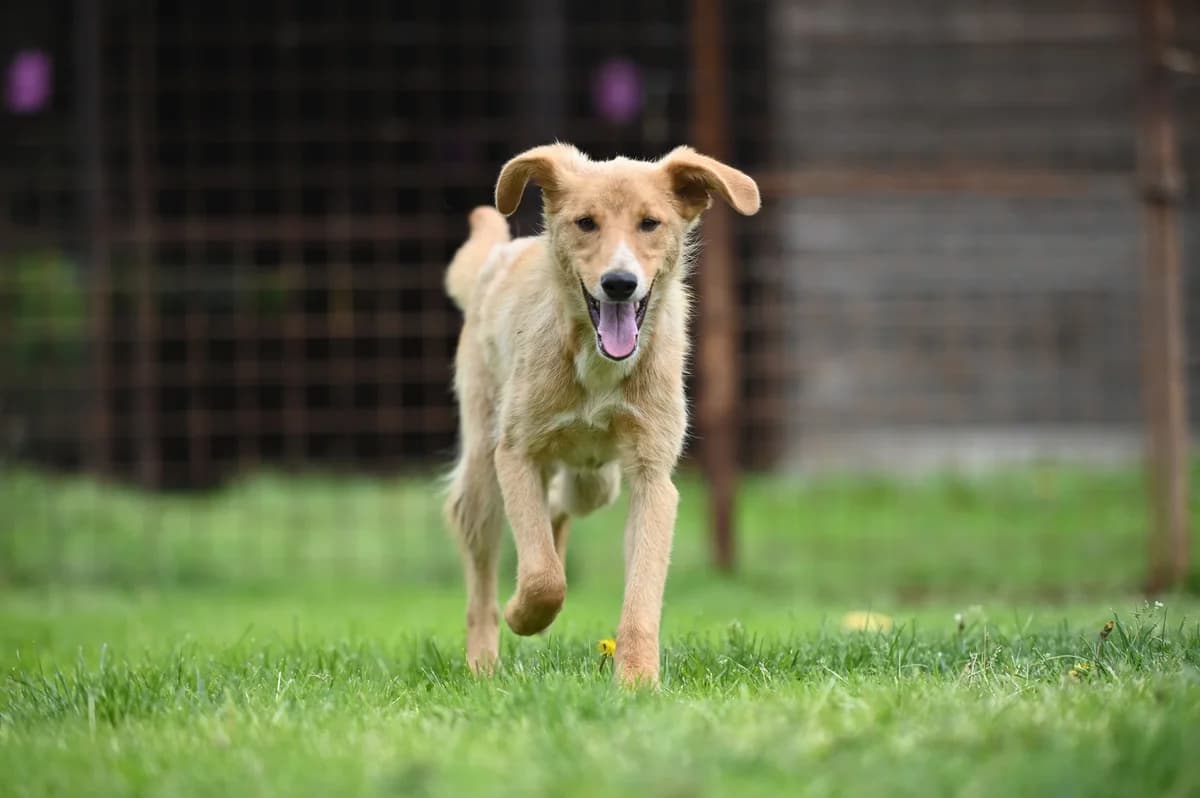 Pablo, male Mixed Breed for adoption at Tierhilfe Pfotentraum Chance auf Leben e.V., Linden