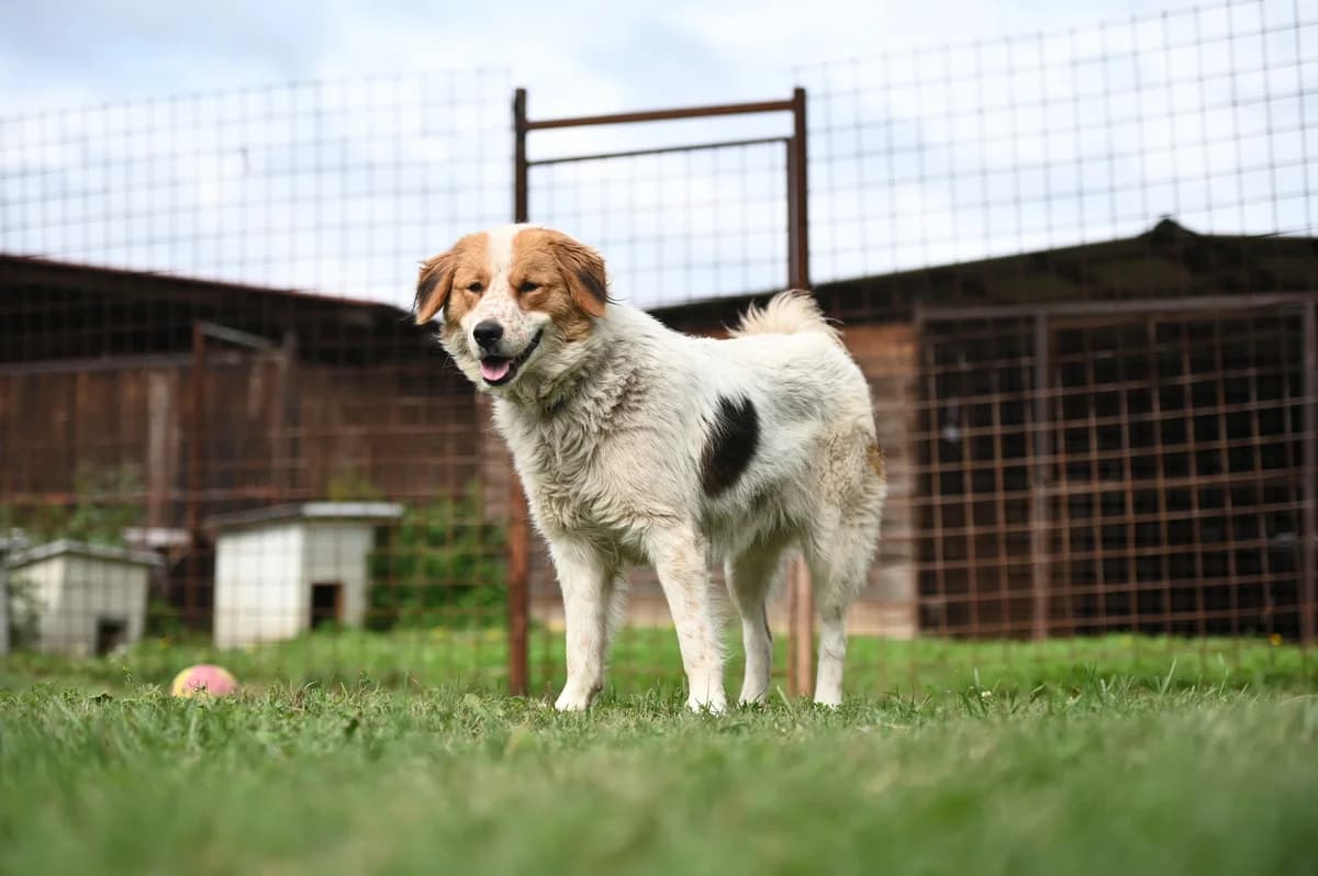 Sierra, male Mixed Breed for adoption at Tierhilfe Pfotentraum Chance auf Leben e.V., Linden