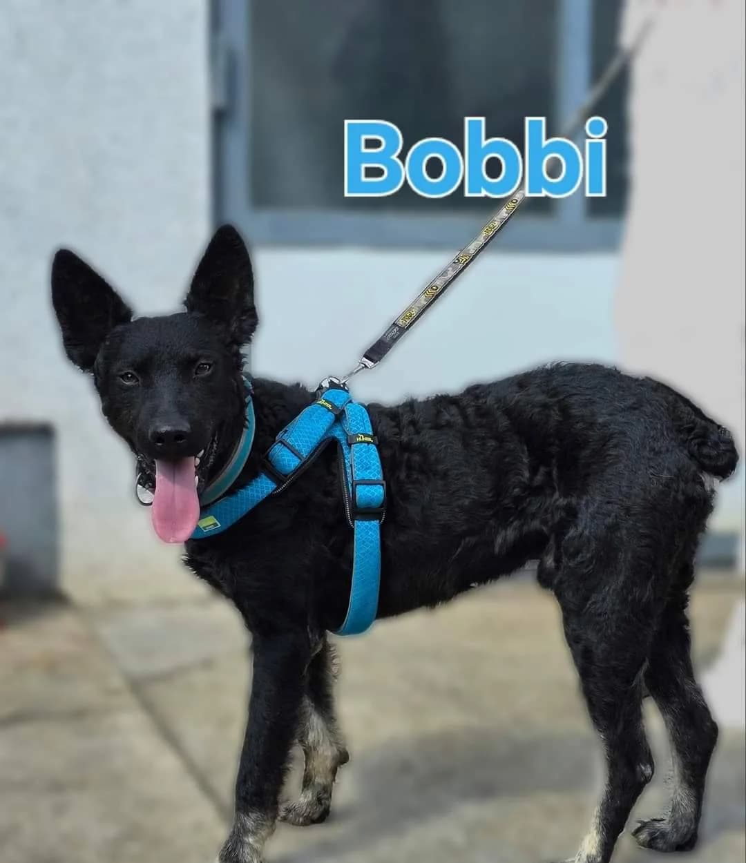 Bobbi, male Mixed Breed for adoption at Tierhilfe Pfotentraum Chance auf Leben e.V., Linden