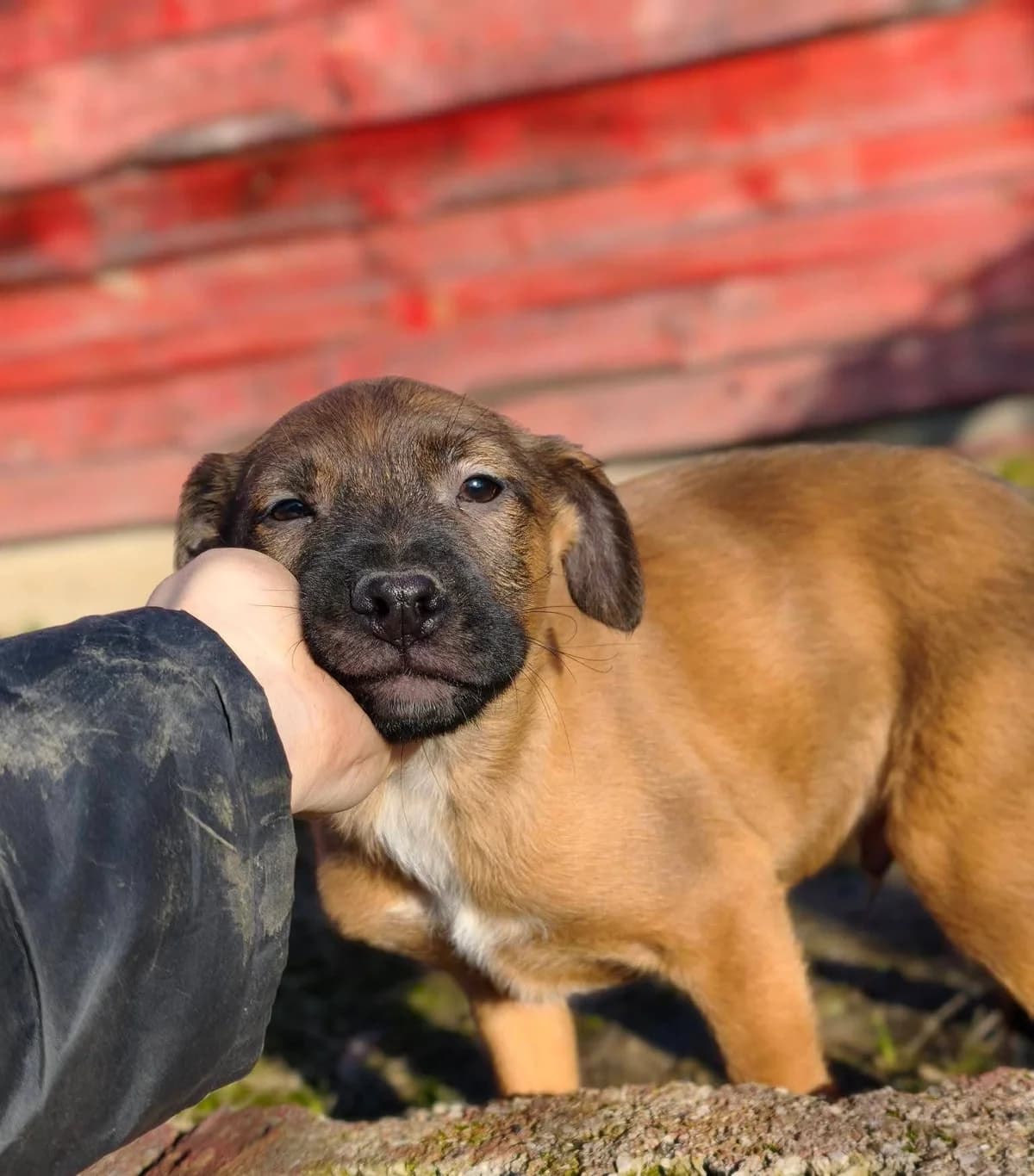 Sammi, male puppy Mixed Breed for adoption at Tierhilfe Pfotentraum Chance auf Leben e.V., Linden