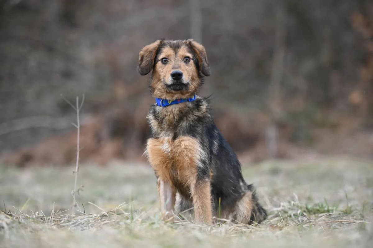Charlie, male Mixed Breed for adoption at Tierhilfe Pfotentraum Chance auf Leben e.V., Linden