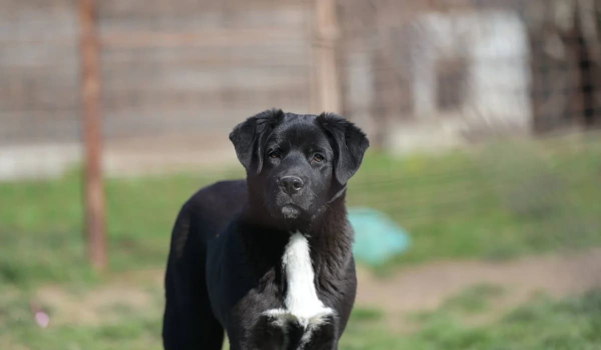 Scooby, male puppy Mixed Breed for adoption at Tierhilfe Pfotentraum Chance auf Leben e.V., Linden