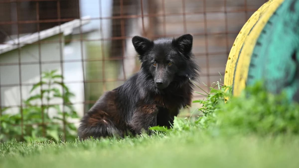 Negro, male young Mixed Breed for adoption at Tierhilfe Pfotentraum Chance auf Leben e.V., Linden