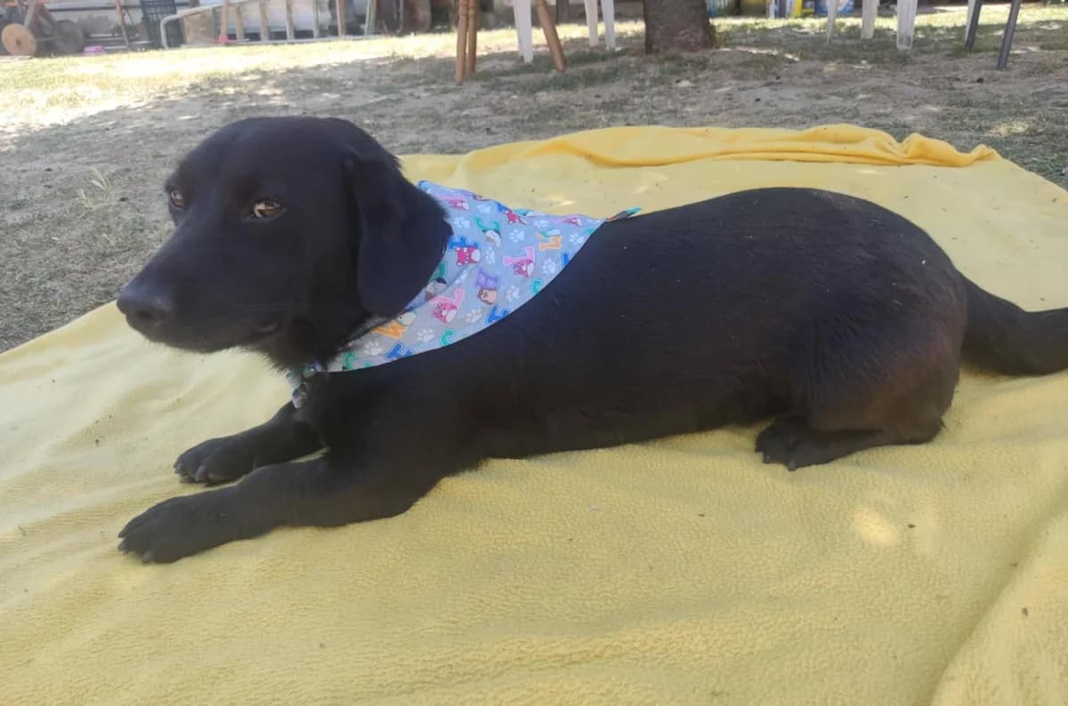 Rick, male Mixed Breed for adoption at Tierhilfe Pfotentraum Chance auf Leben e.V., Linden