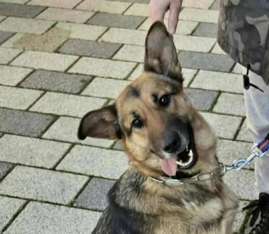 Moly, male Mixed Breed for adoption at Tierhilfe Pfotentraum Chance auf Leben e.V., Linden