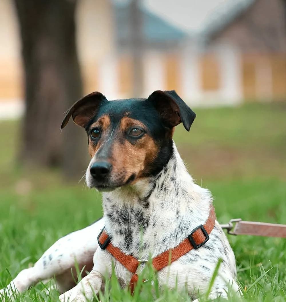 Lisa, male puppy Mixed Breed for adoption at Tierhilfe Pfotentraum Chance auf Leben e.V., Linden