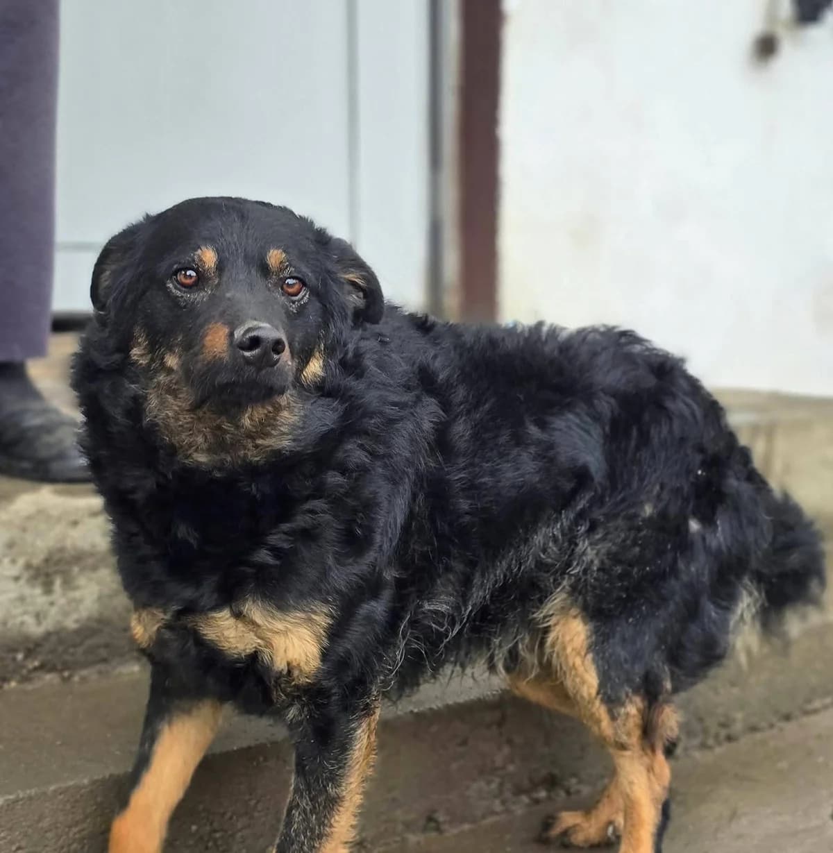 Ronaldo, male Mixed Breed for adoption at Tierhilfe Pfotentraum Chance auf Leben e.V., Linden