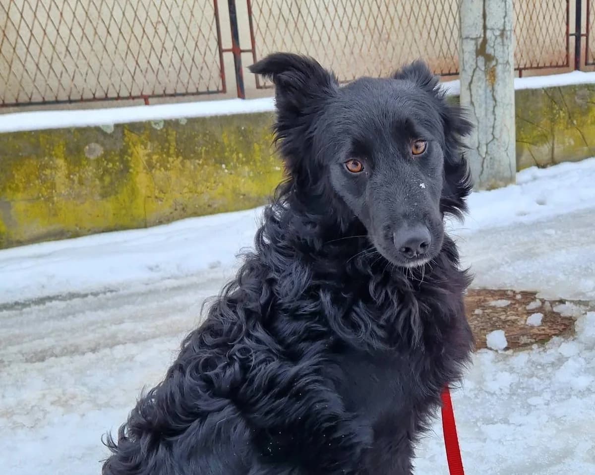Tom, male puppy Mixed Breed for adoption at Tierhilfe Pfotentraum Chance auf Leben e.V., Linden