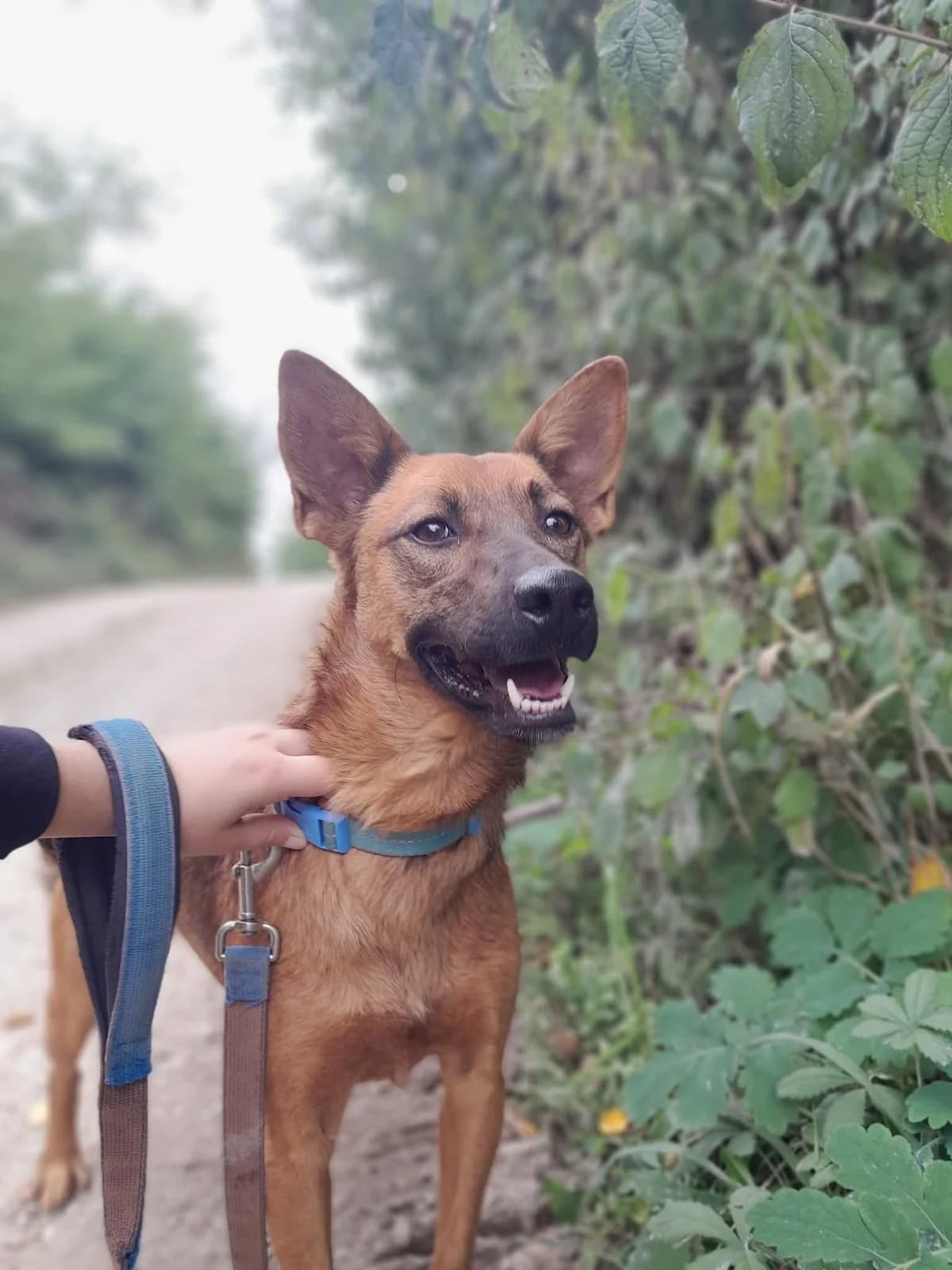 Molly, male Mixed Breed for adoption at Tierhilfe Pfotentraum Chance auf Leben e.V., Linden