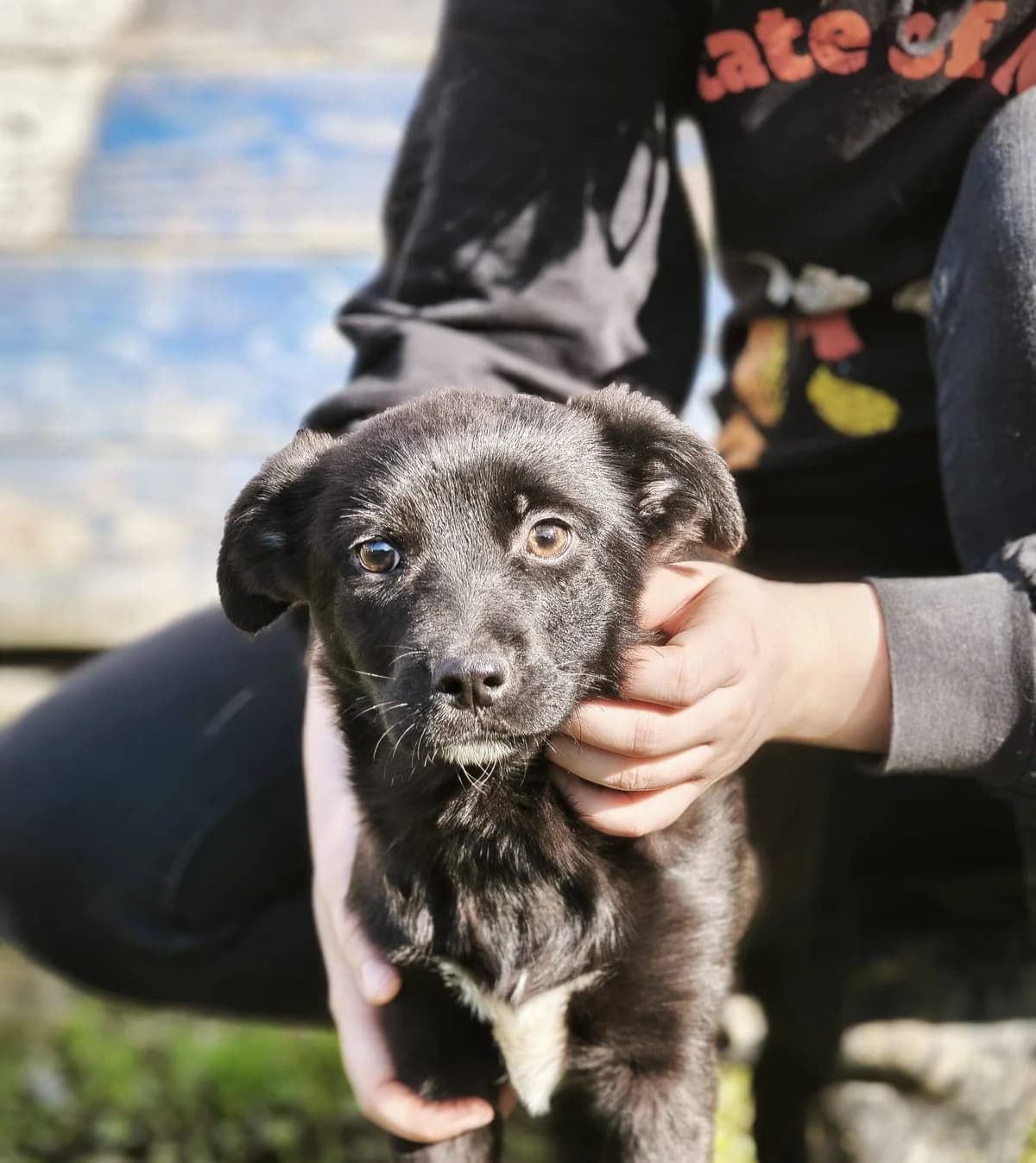 Kia, male puppy Mixed Breed for adoption at Tierhilfe Pfotentraum Chance auf Leben e.V., Linden