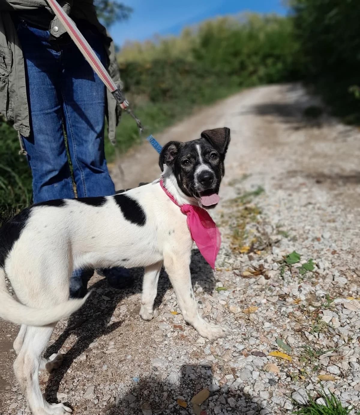 Skadi, male puppy Mixed Breed for adoption at Tierhilfe Pfotentraum Chance auf Leben e.V., Linden