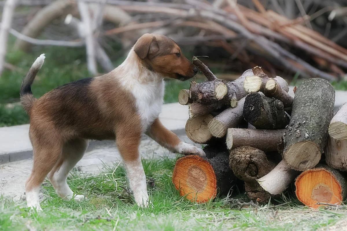 Pixie, male puppy Mixed Breed for adoption at Tierhilfe Pfotentraum Chance auf Leben e.V., Linden
