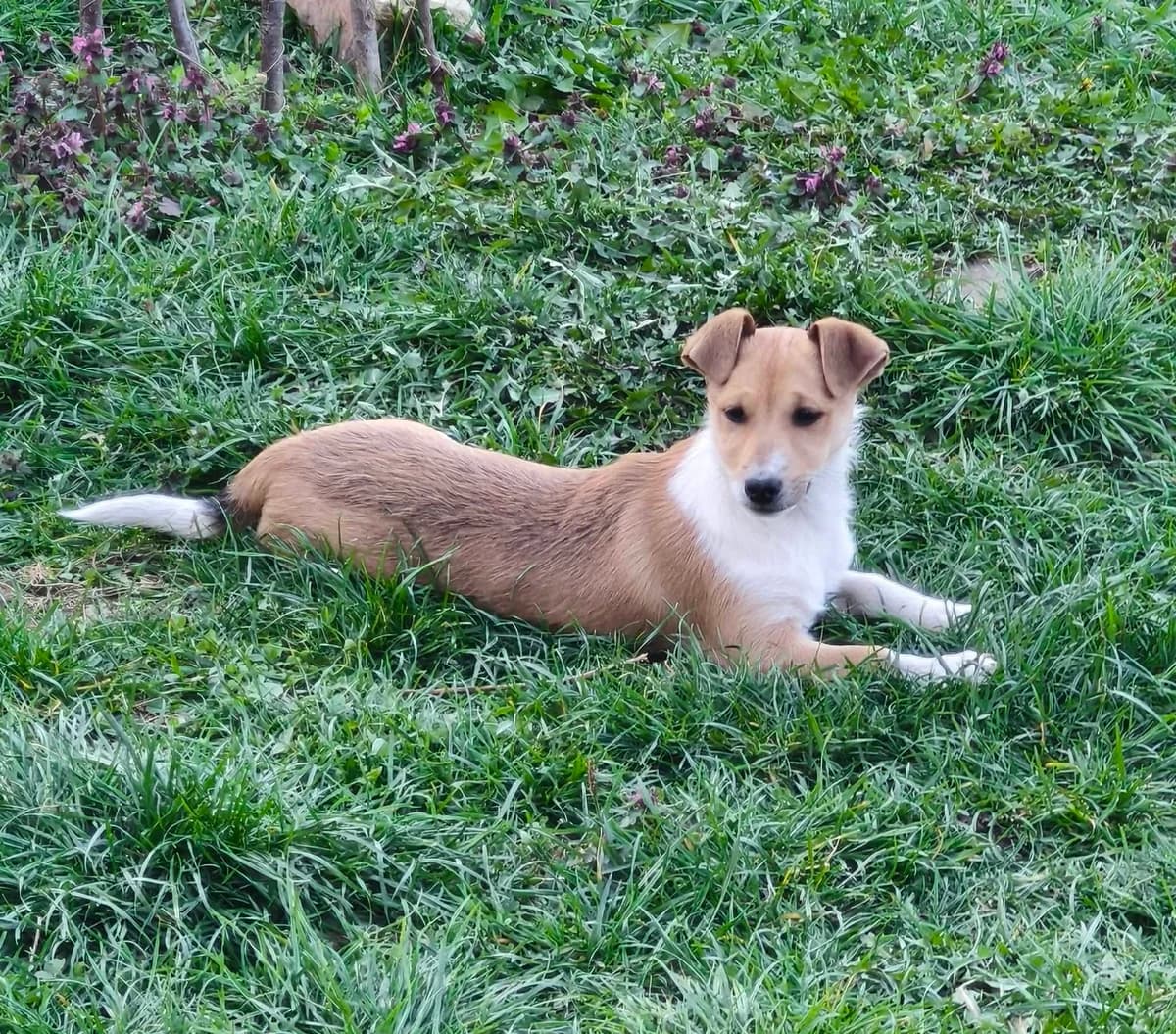 Lilly, male puppy Mixed Breed for adoption at Tierhilfe Pfotentraum Chance auf Leben e.V., Linden
