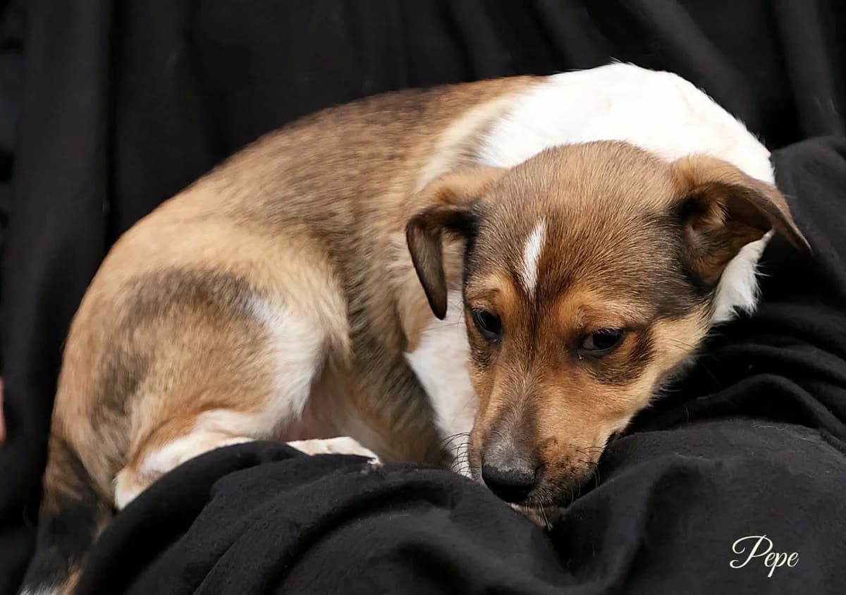 Pepe, male puppy Mixed Breed for adoption at Tierhilfe Pfotentraum Chance auf Leben e.V., Linden