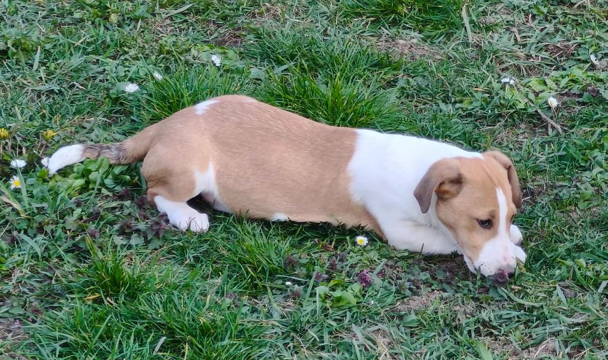 Dina, male puppy Mixed Breed for adoption at Tierhilfe Pfotentraum Chance auf Leben e.V., Linden