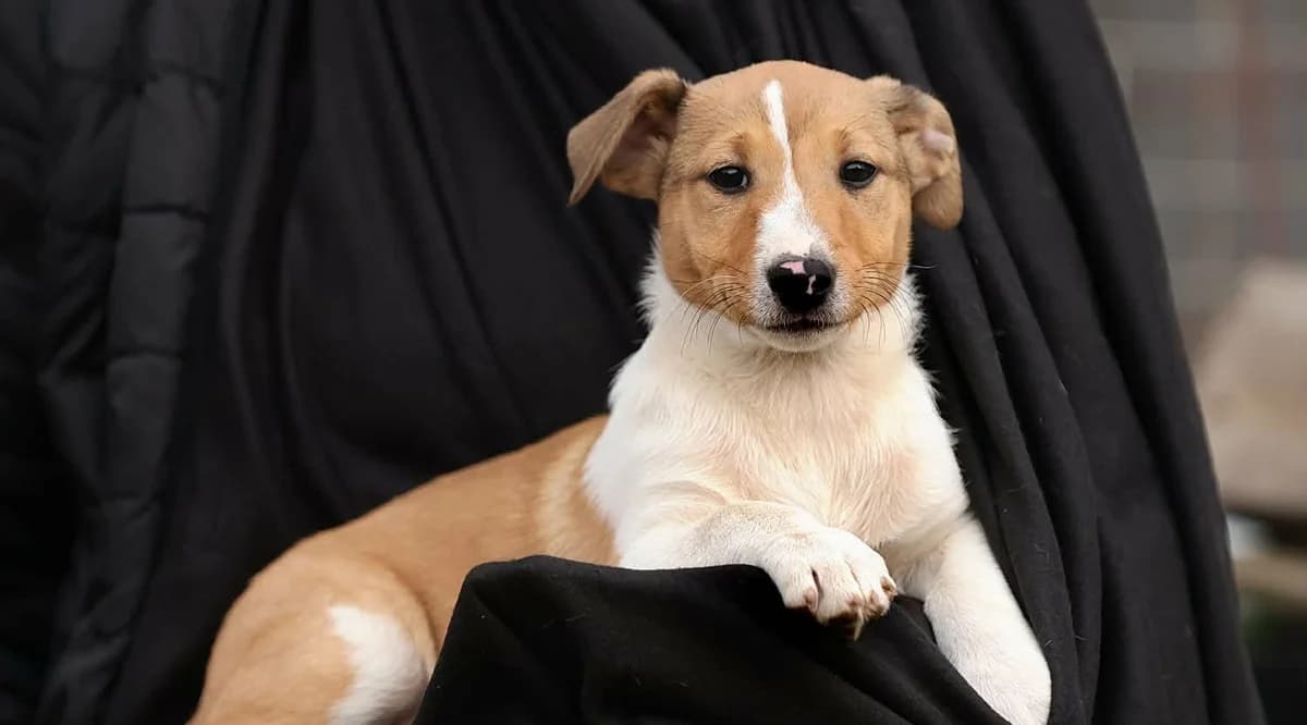 Billy, male puppy Mixed Breed for adoption at Tierhilfe Pfotentraum Chance auf Leben e.V., Linden