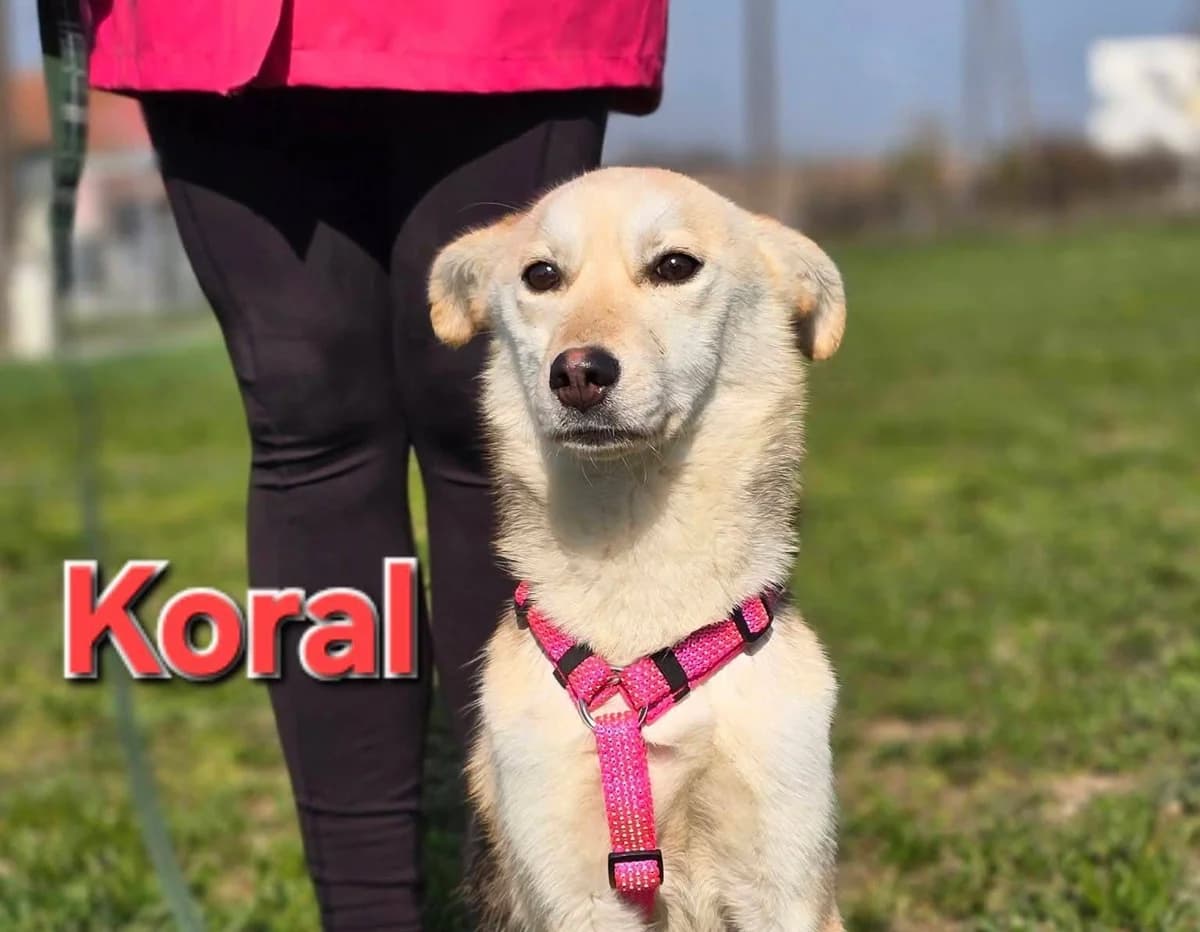 Koral, male young Mixed Breed for adoption at Tierhilfe Pfotentraum Chance auf Leben e.V., Linden