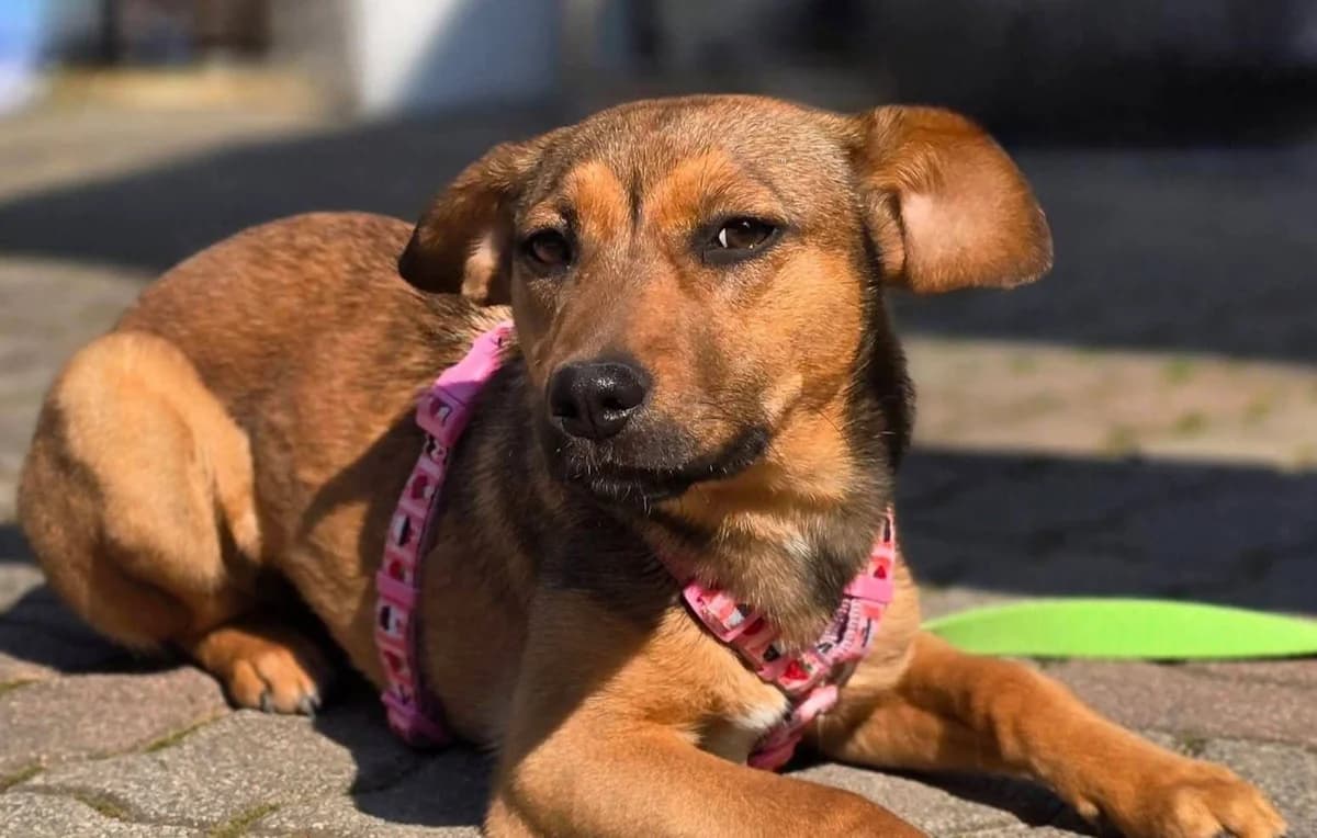 Maila, male young Mixed Breed for adoption at Tierhilfe Pfotentraum Chance auf Leben e.V., Linden