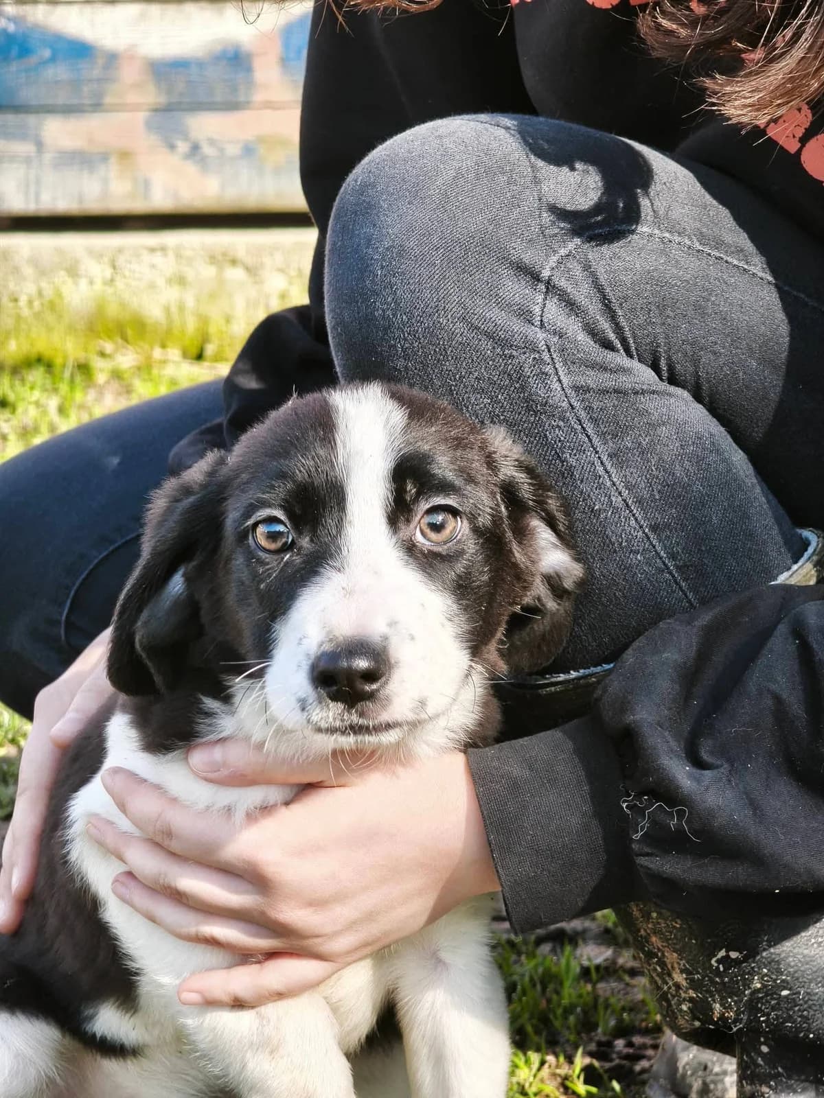 Mimi, male puppy Mixed Breed for adoption at Tierhilfe Pfotentraum Chance auf Leben e.V., Linden