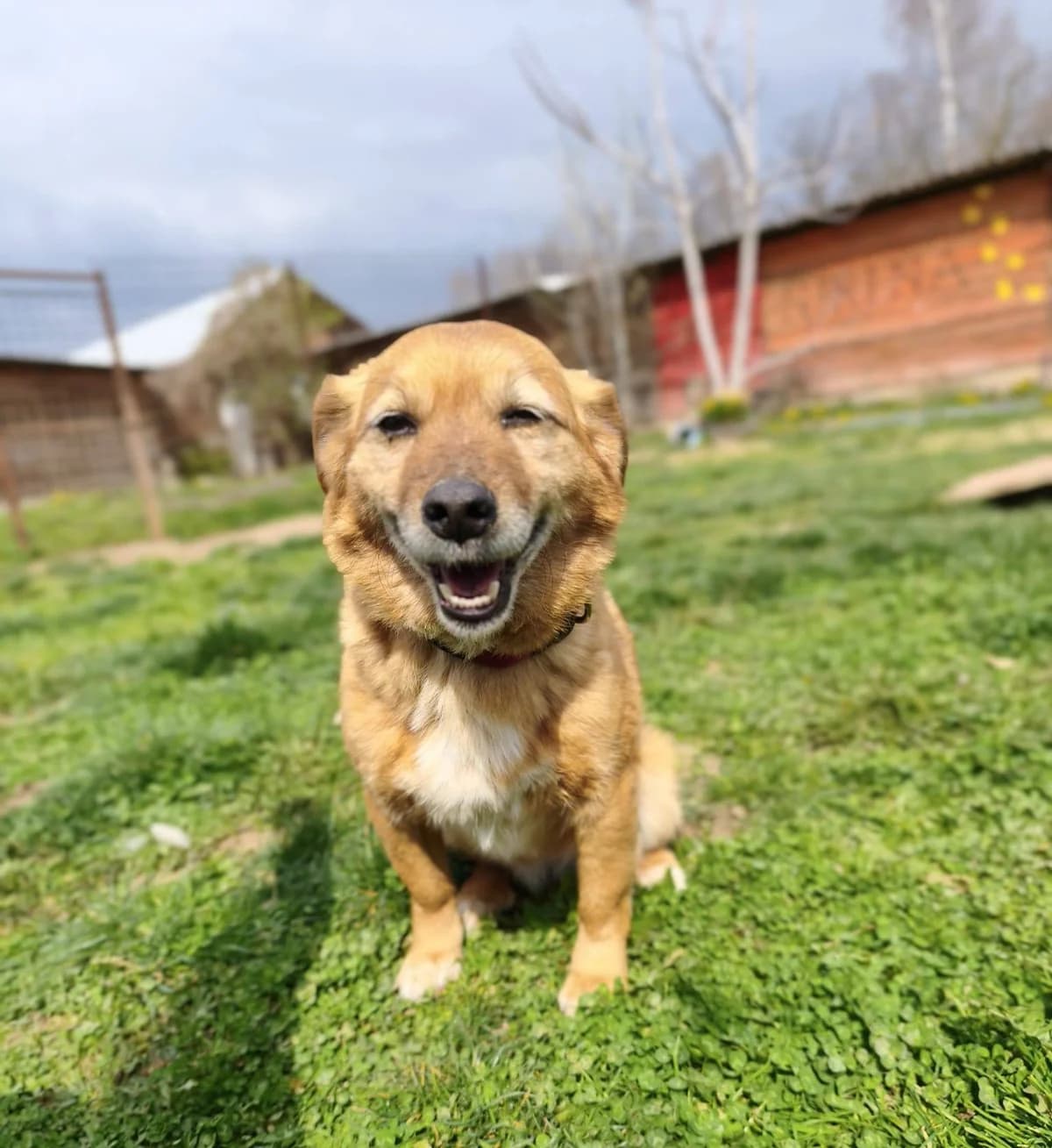 Saga, male Mixed Breed for adoption at Tierhilfe Pfotentraum Chance auf Leben e.V., Linden