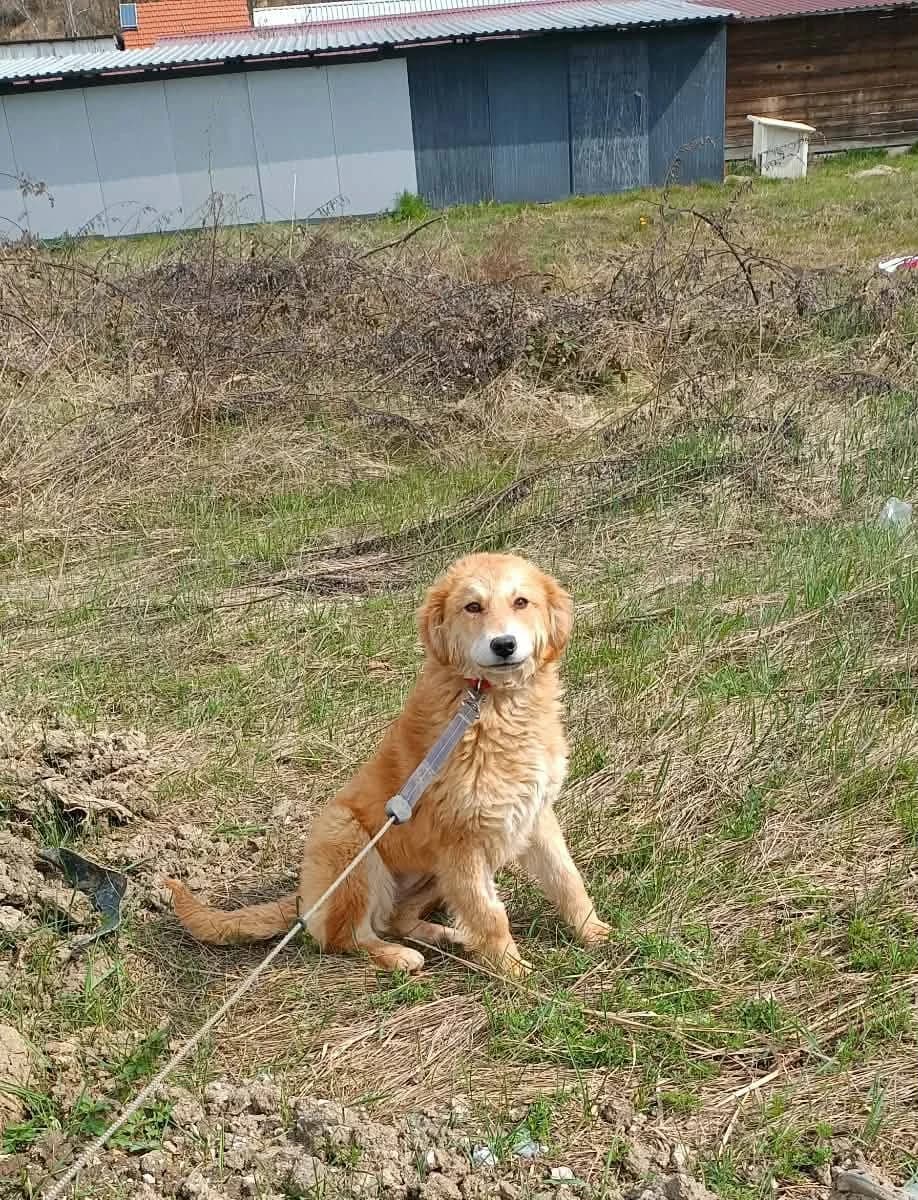 Atina, golden male Mixed Breed for adoption at Tierhilfe Pfotentraum Chance auf Leben e.V., Linden
