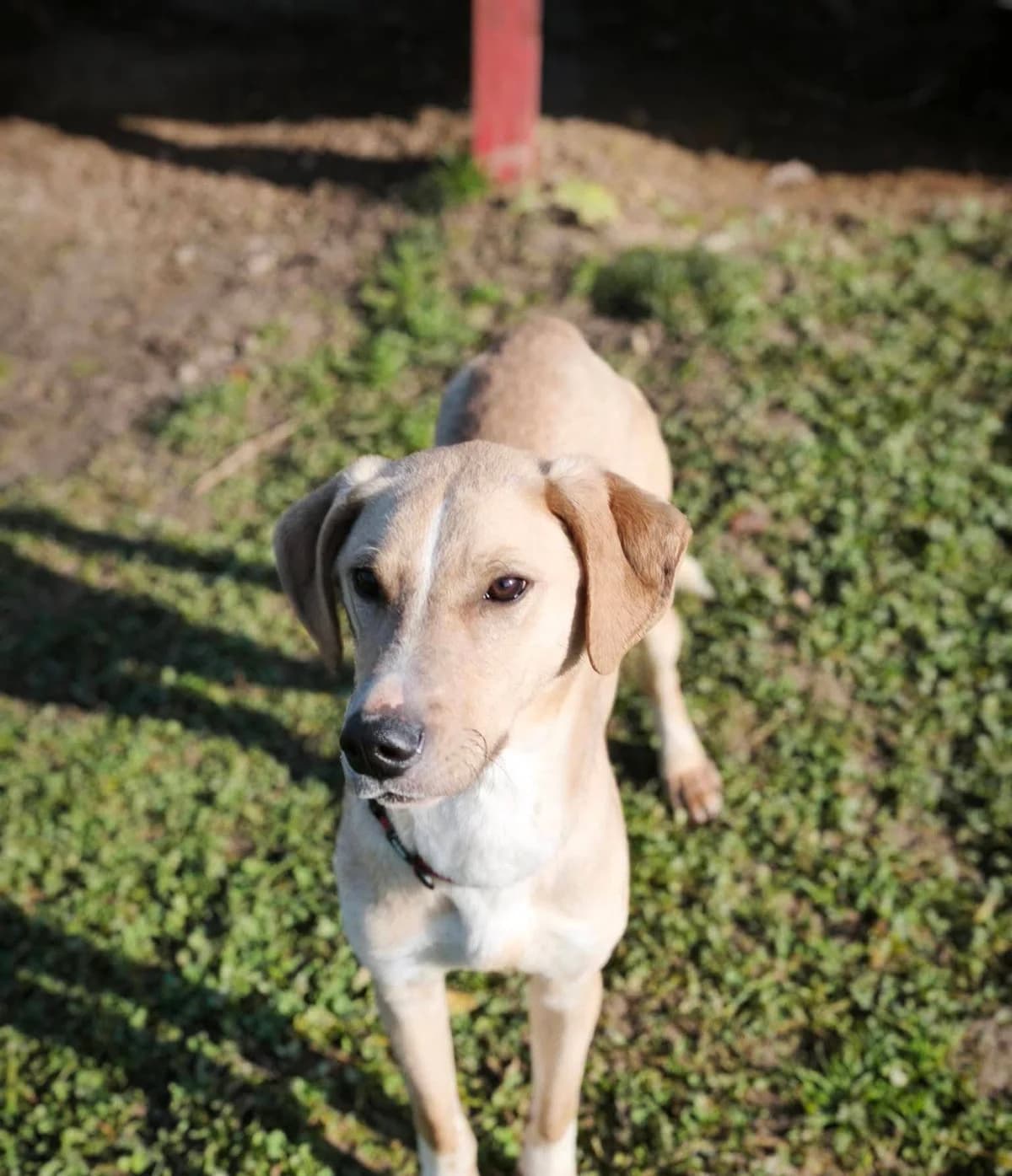 Bowie, male Mixed Breed for adoption at Tierhilfe Pfotentraum Chance auf Leben e.V., Linden