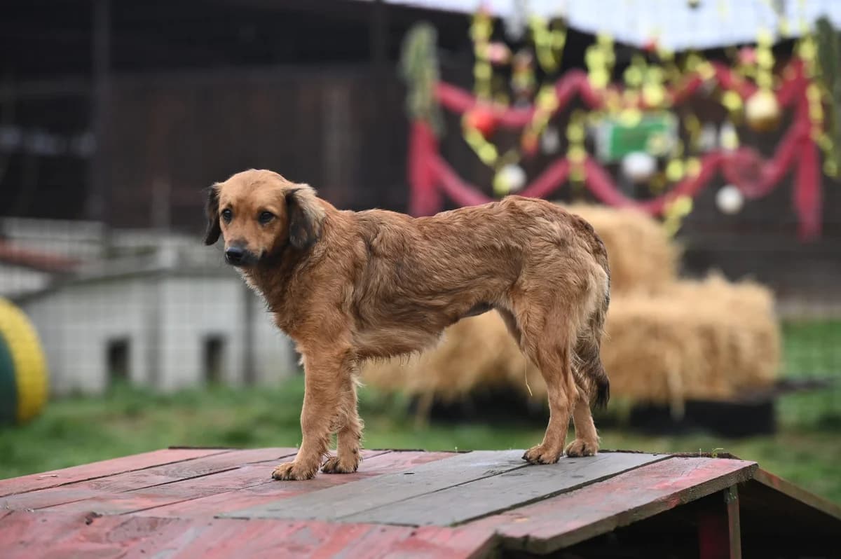 Kyra, male Mixed Breed for adoption at Tierhilfe Pfotentraum Chance auf Leben e.V., Linden