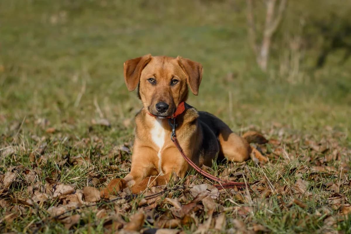 Elfy, male Mixed Breed for adoption at Tierhilfe Pfotentraum Chance auf Leben e.V., Linden