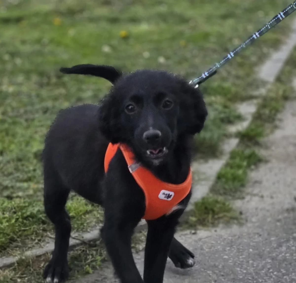 Xara, male puppy Mixed Breed for adoption at Tierhilfe Pfotentraum Chance auf Leben e.V., Linden