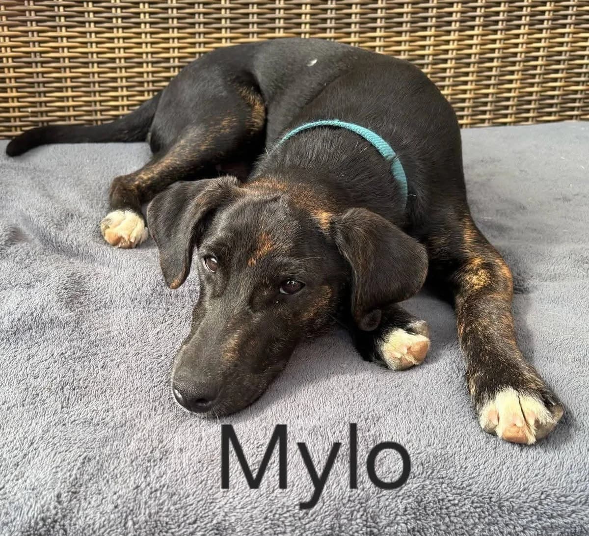 Mylo, male Mixed Breed for adoption at Tierhilfe Pfotentraum Chance auf Leben e.V., Linden