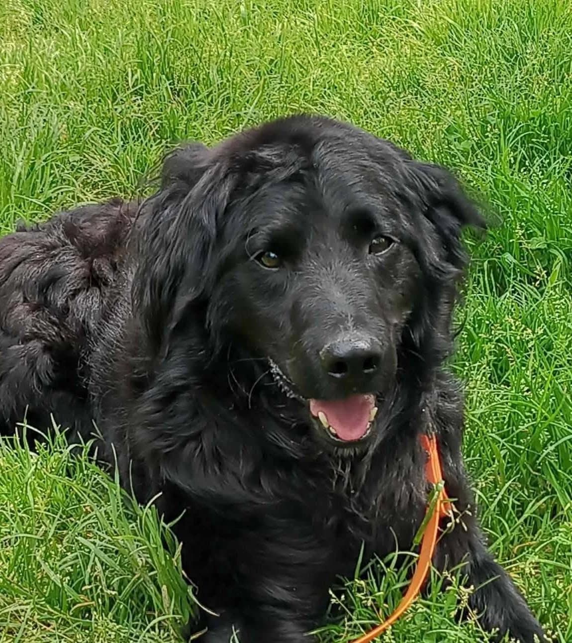 Buddy, male Mixed Breed for adoption at Tierhilfe Pfotentraum Chance auf Leben e.V., Linden