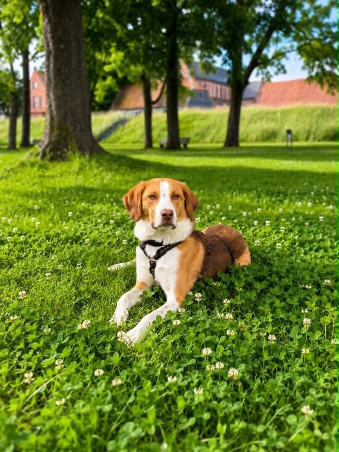 Pepe, male Mixed Breed for adoption at Tierhilfe Pfotentraum Chance auf Leben e.V., Linden