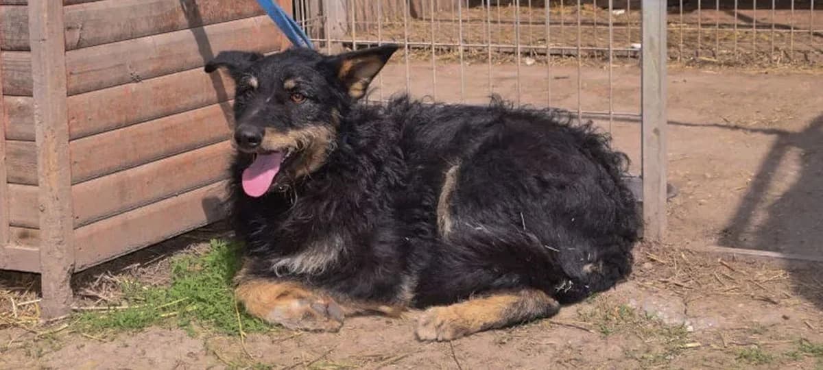 Marzipan, male 3yo Mixed Breed for adoption at Tierhilfe Pfotentraum Chance auf Leben e.V., Linden