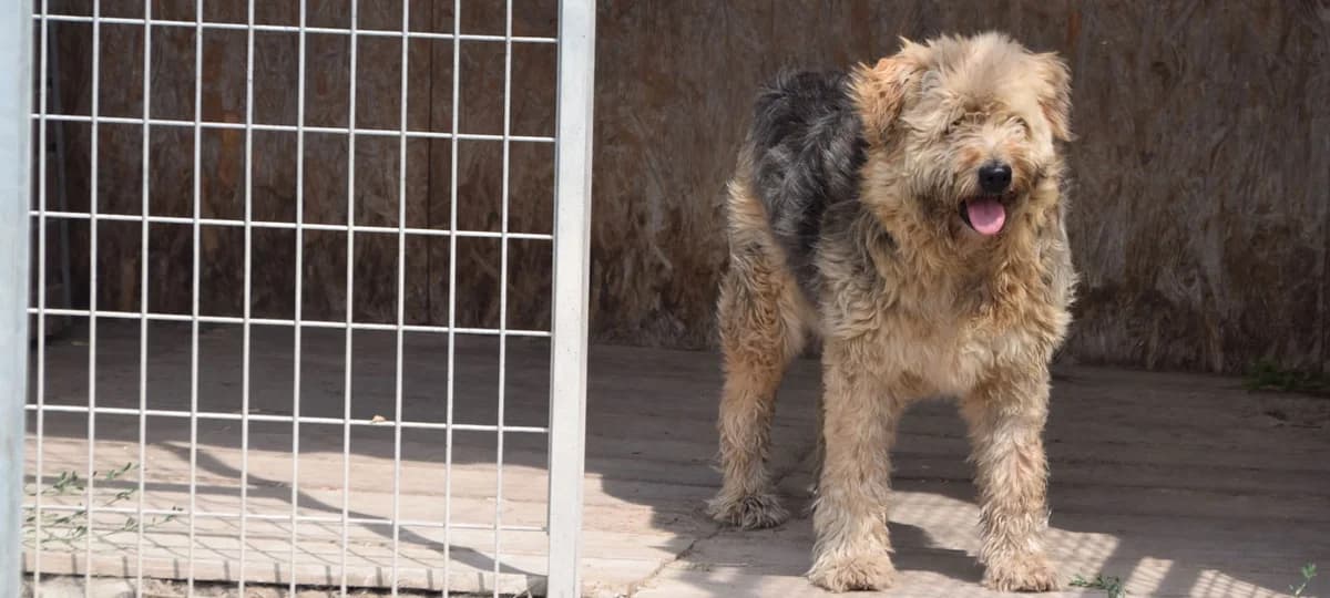 Elza, male Mixed Breed for adoption at Tierhilfe Pfotentraum Chance auf Leben e.V., Linden