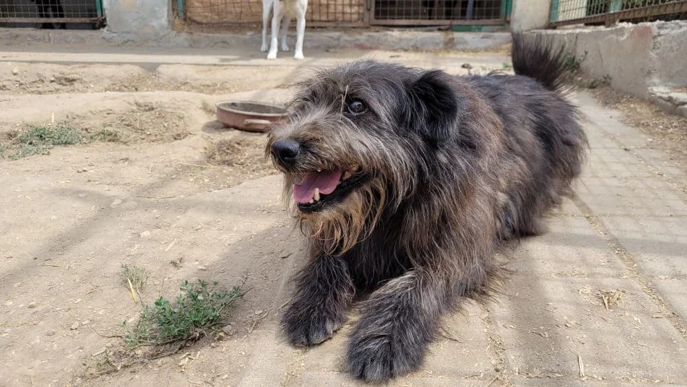 Noa, male Mixed Breed for adoption at Tierhilfe Pfotentraum Chance auf Leben e.V., Linden