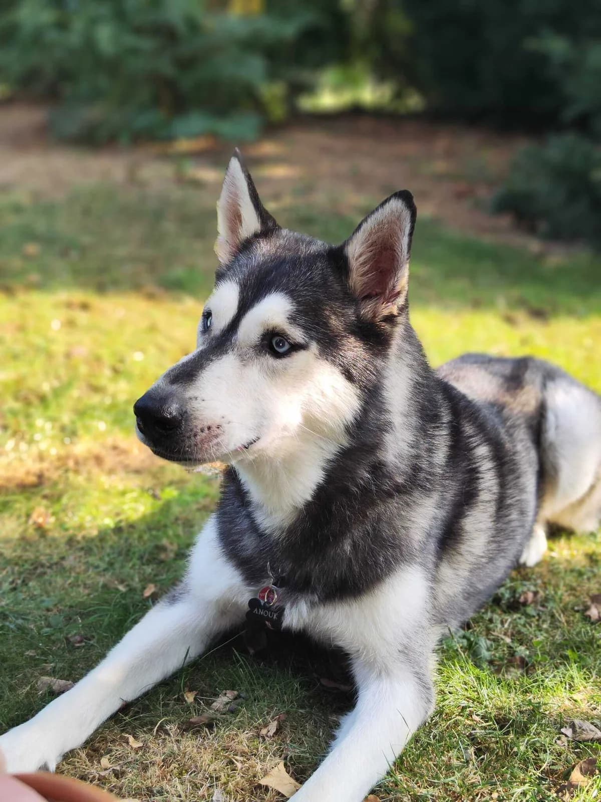 Siberian Husky – Anouk, male 6yo Husky for adoption at Tierhilfe Rhein-Hunsrück e.V.