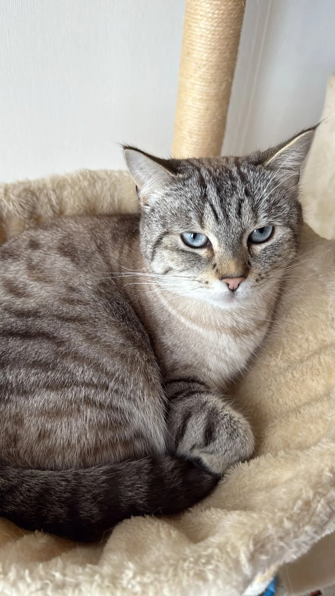 Tahin, geb. 2023, Mixed Breed for adoption at Tierhilfe Rhein-Hunsrück e.V.