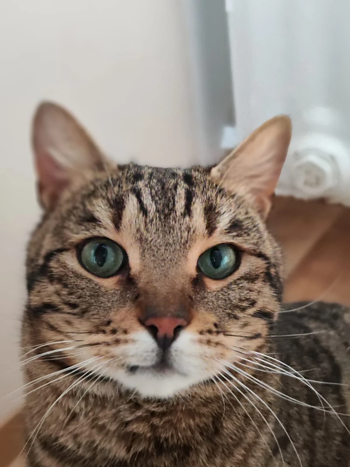 Puma, geb. ca. 2023, male 3yo Mixed Breed for adoption at Tierhilfe Rhein-Hunsrück e.V.