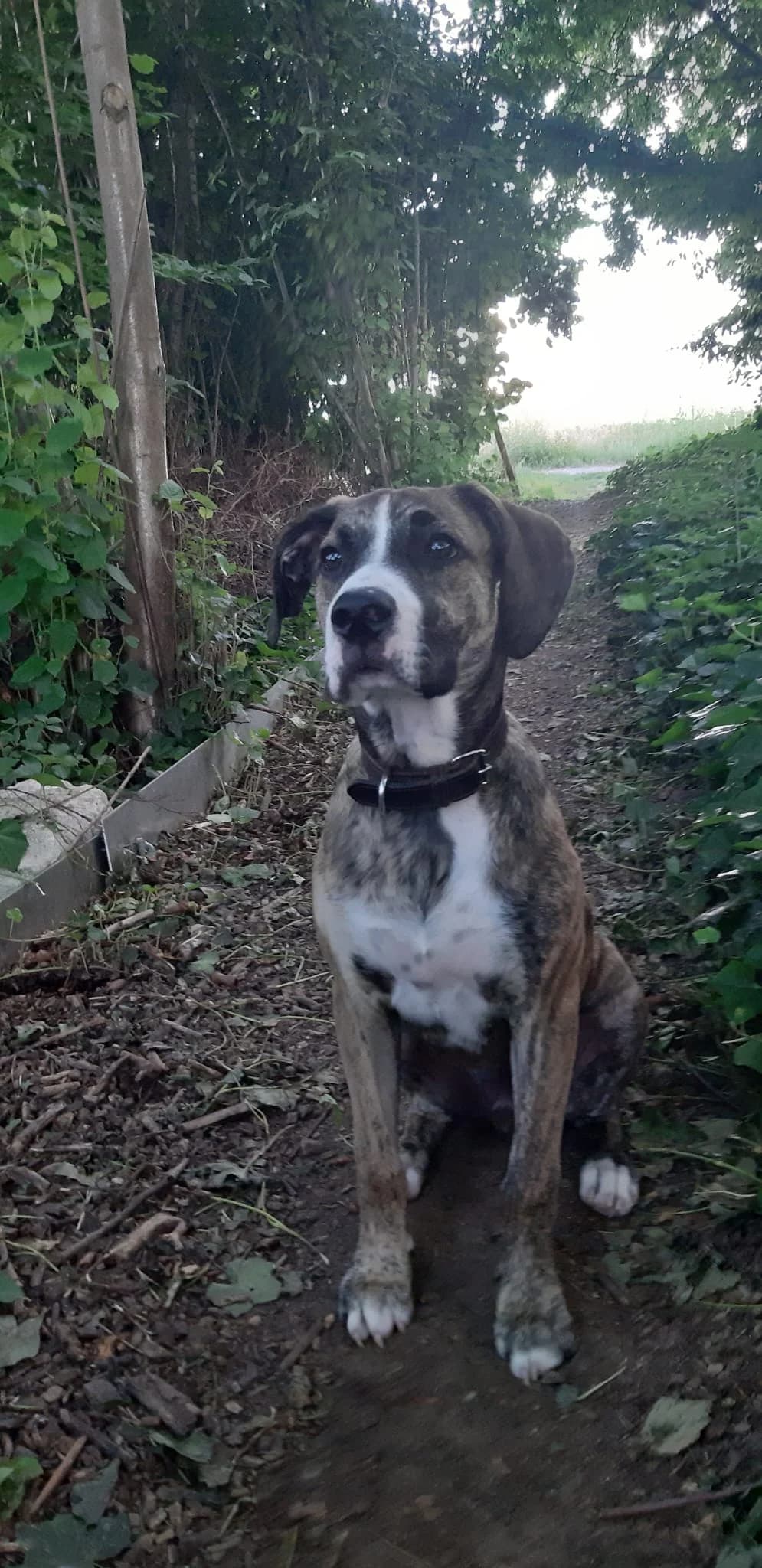 Vermittlungshilfe für Spike, braun male young Presa Canario for adoption at Tierhilfe Rhein-Hunsrück e.V.
