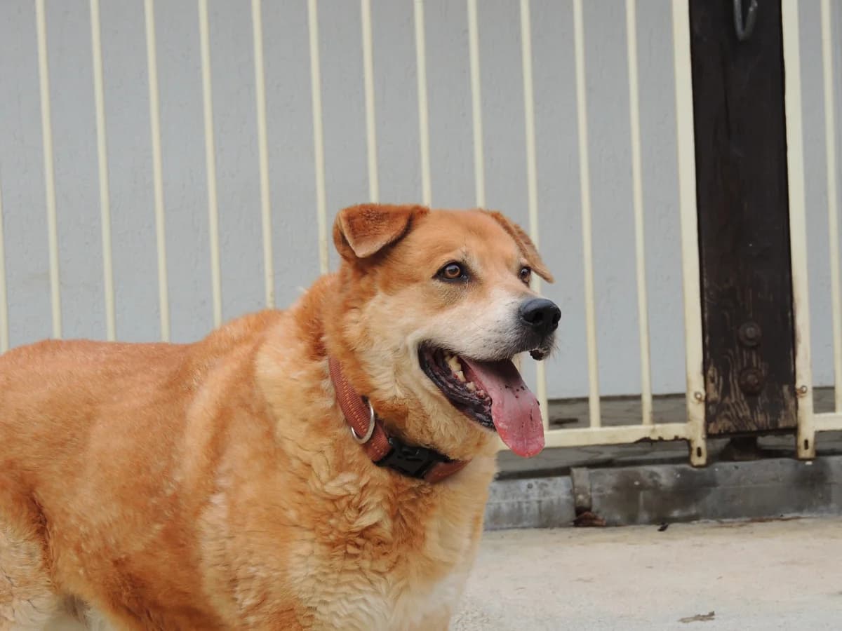 Herbst des Lebens – Lucky, male senior Mixed Breed for adoption at Tierhilfe Rhein-Hunsrück e.V.