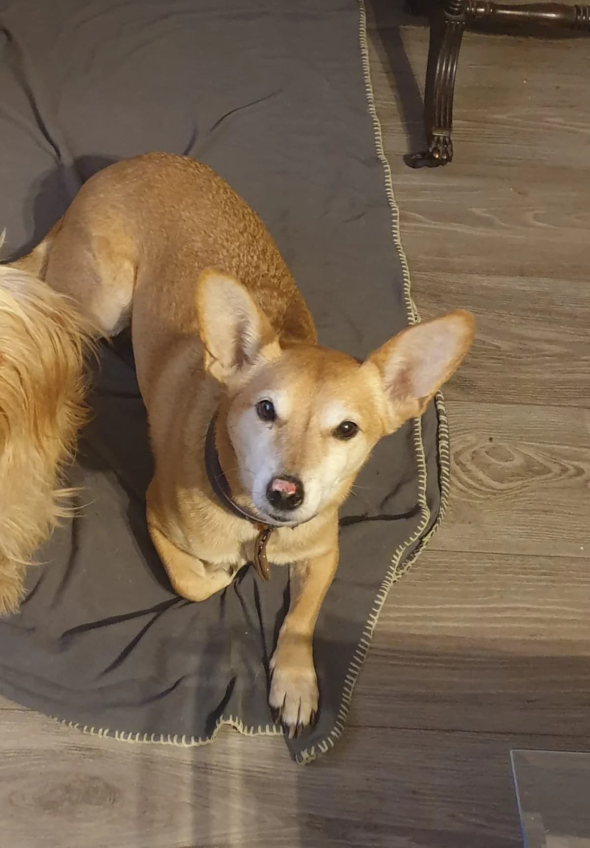 Fara sucht einen sicheren Hafen 🐾, female senior Mixed Breed for adoption at Tierhilfe Rhein-Hunsrück e.V.