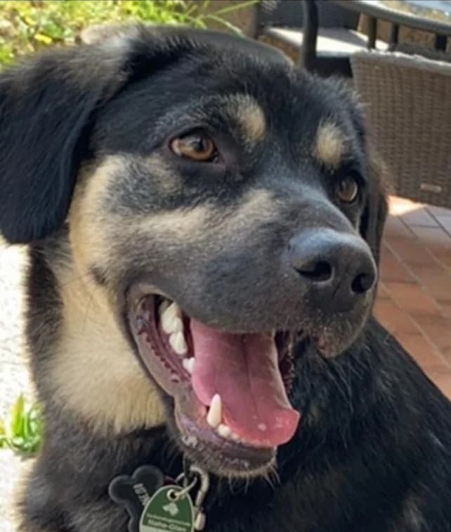 Mexx, geb. 2020, male Mixed Breed for adoption at Tierhilfe Rhein-Hunsrück e.V.